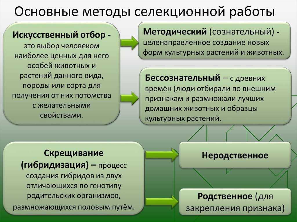Построение моделей особей медоносных пчёли их информационных связей жизнедеятельности © ю.н.третьяков