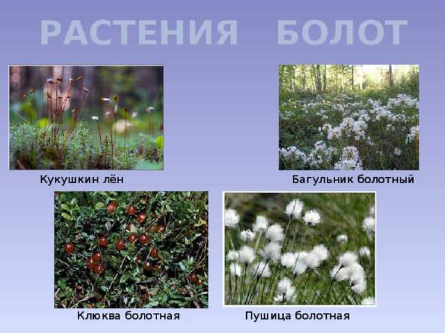 Верховые и низовые болота - ogorod.guru