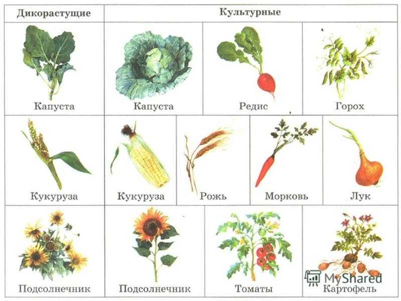 Список одомашненных растений - list of domesticated plants