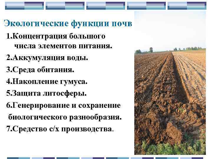 Актиномицеты | грибомания