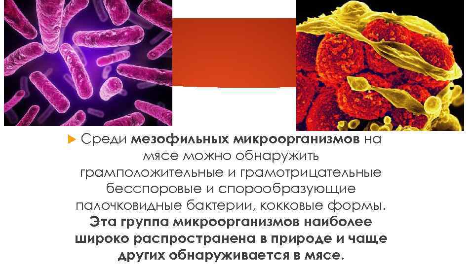 Изменения в мясе после убоя свиней и при хранении