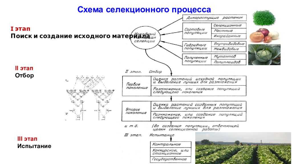 Внутривидовая гибридизация растений реферат