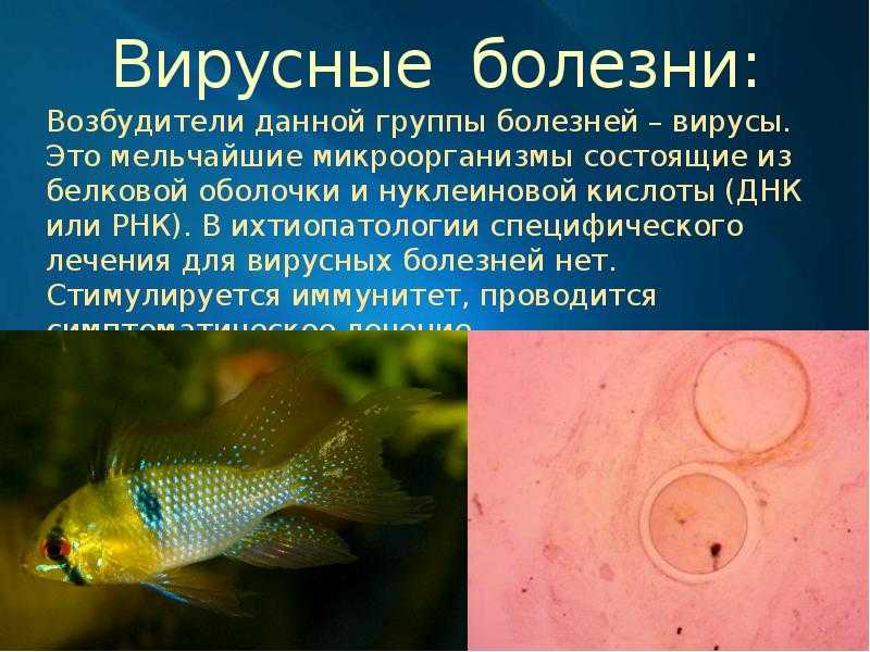 Болезни аквариумных рыб. болезни аквариумных рыбок. болезни рыбок. болезни рыб. аквариумные рыбки и их болезни.