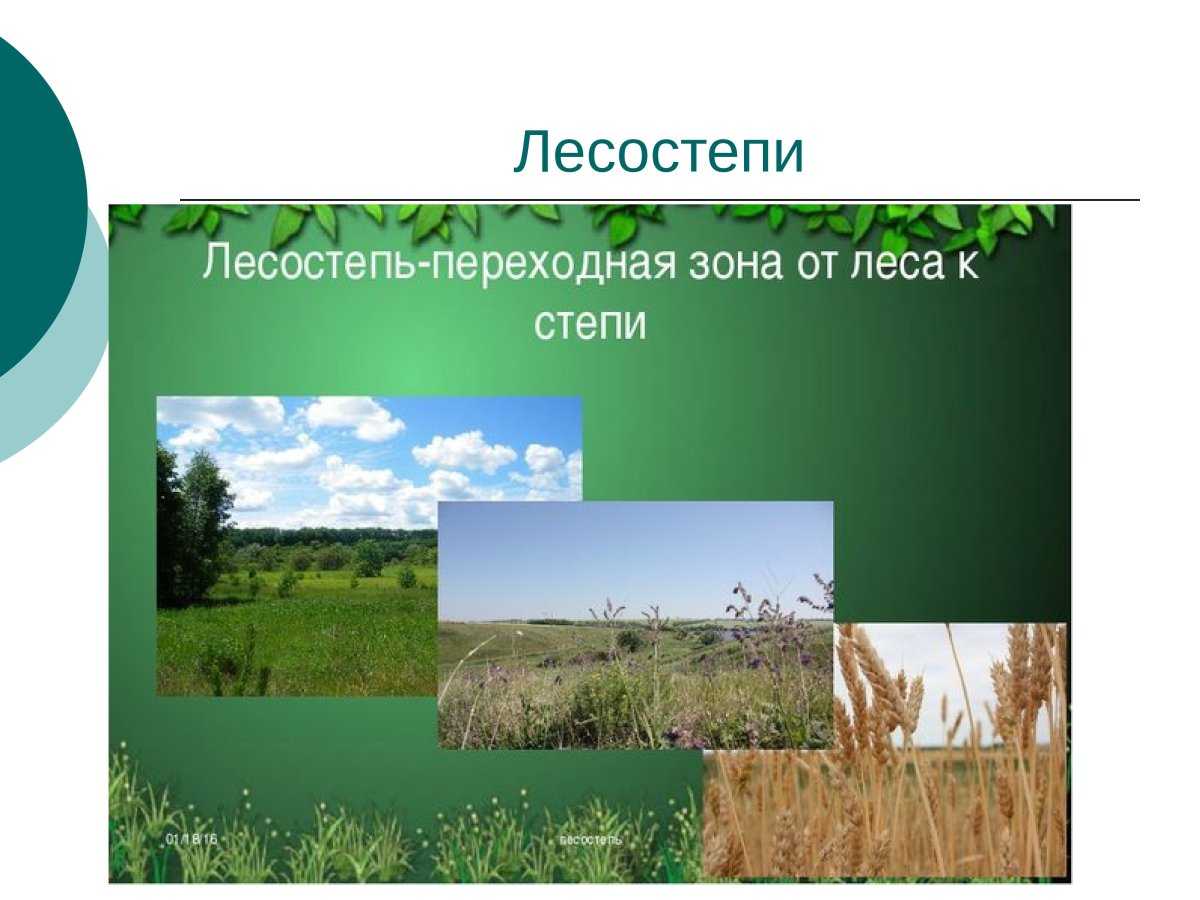 Почему в степи не растут большие деревья | мой сад и огород