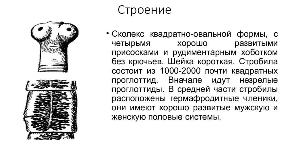 Цестодозы