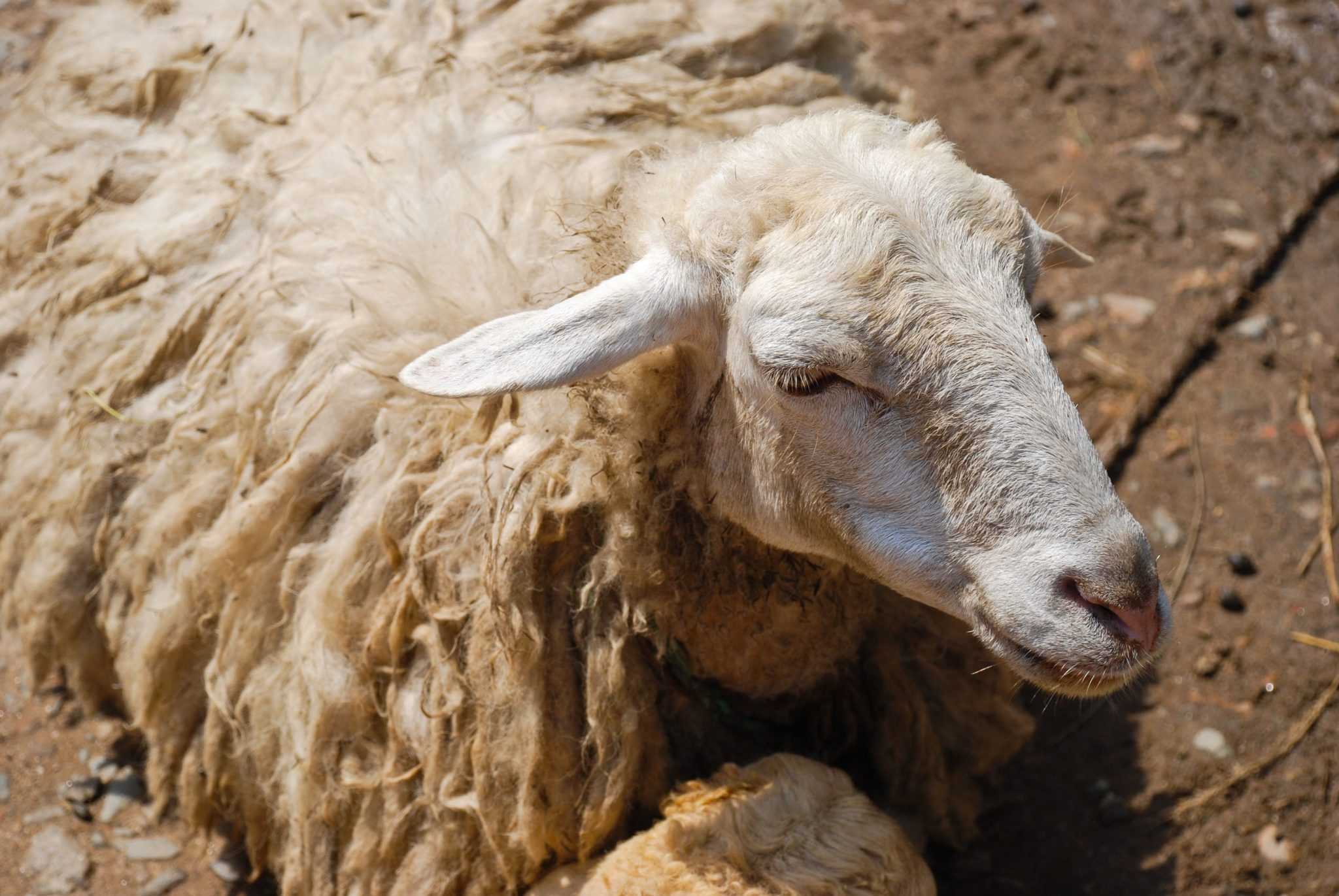 Патогенез мелофагоза овец и меры борьбы с ним в условиях нечерноземной зоны рсфср