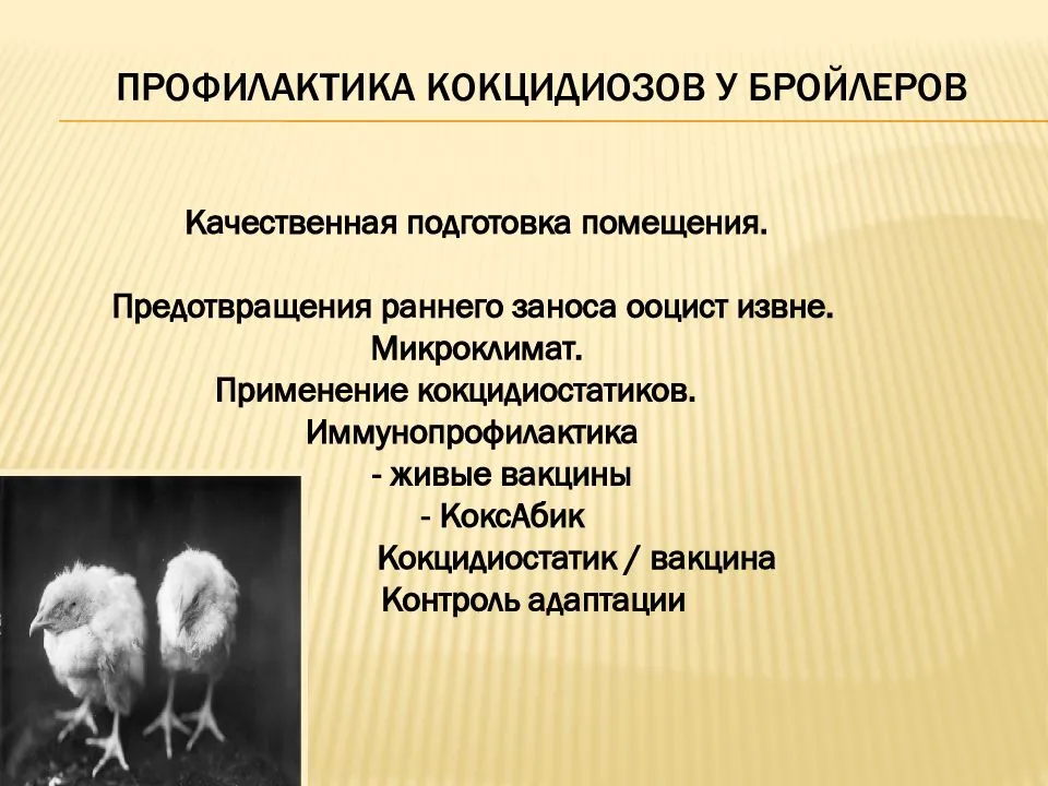 Ветеринария птицы | этиология эймериоза цыплят-бройлеров