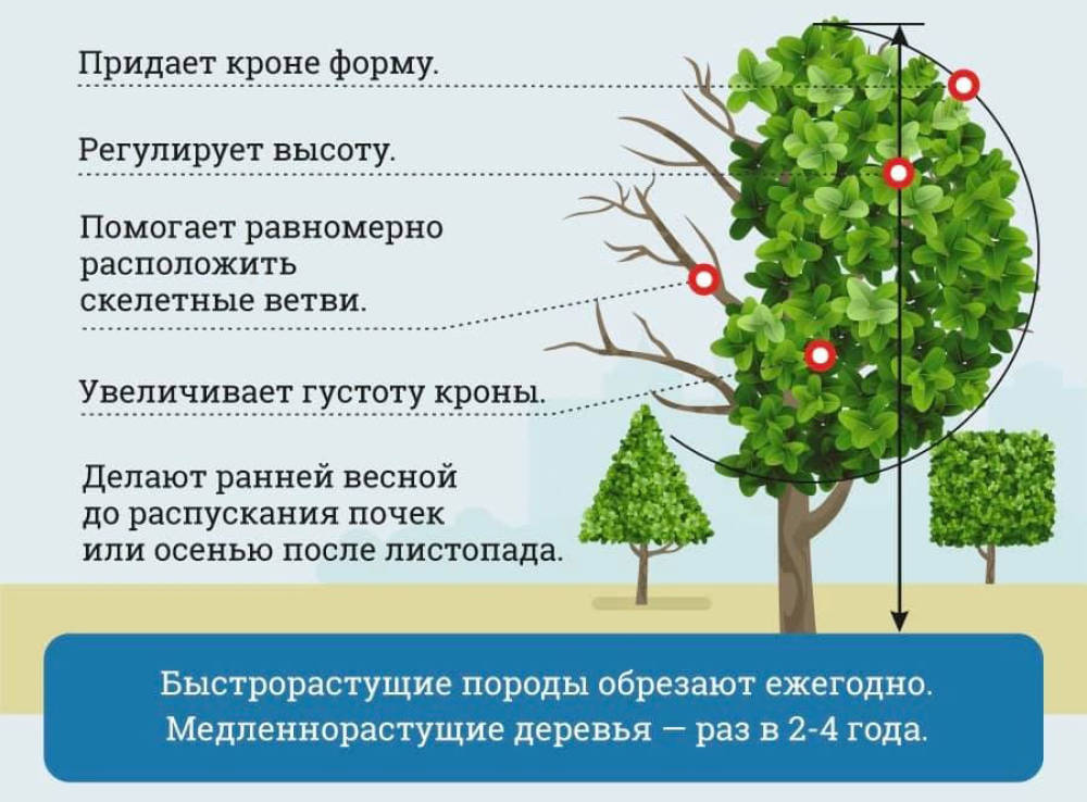 Пороки дерева и древесины