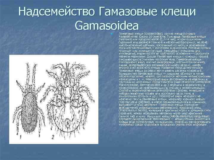 Гамазовые клещи в квартире: причины появления, как бороться с ними