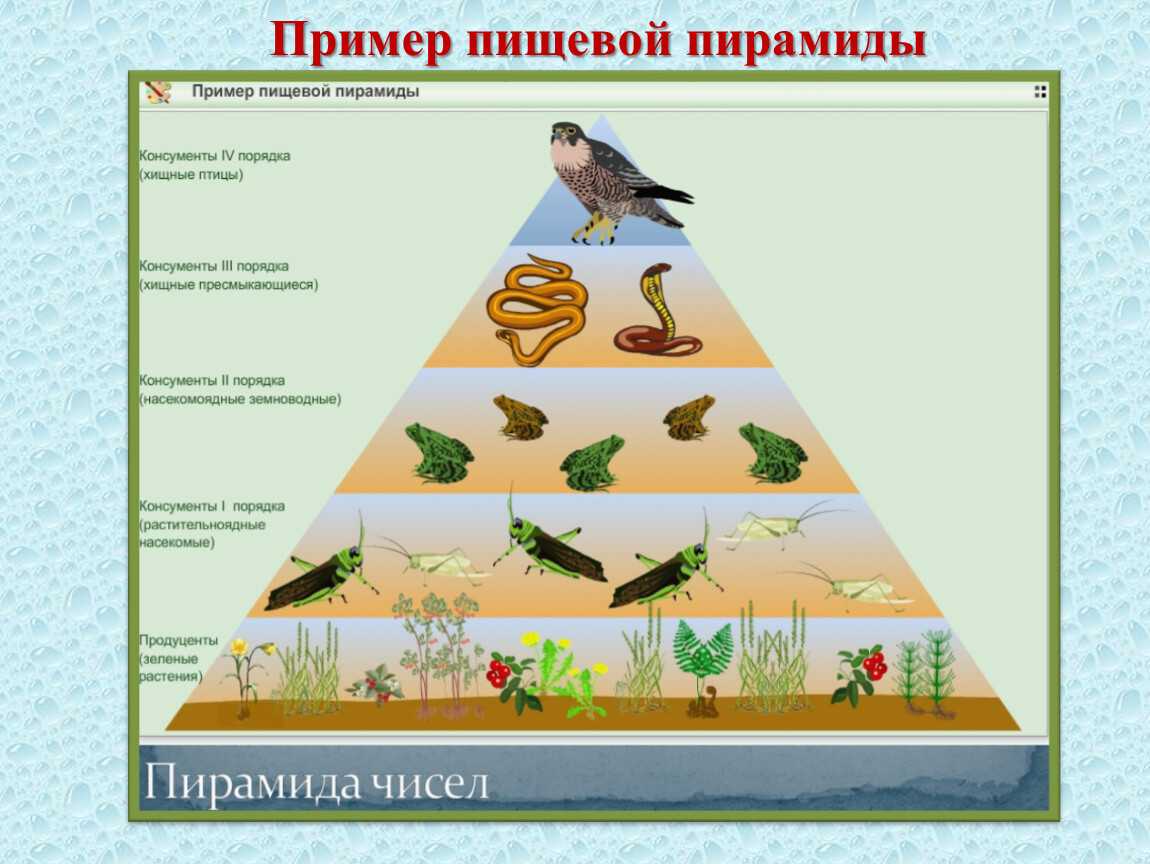 Видовая и пространственная структуры экосистемы
