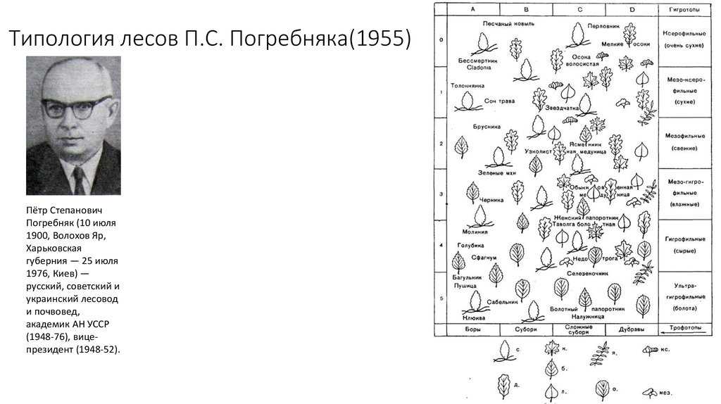 Широколиственные леса виды, характеристики, где растут, фото
