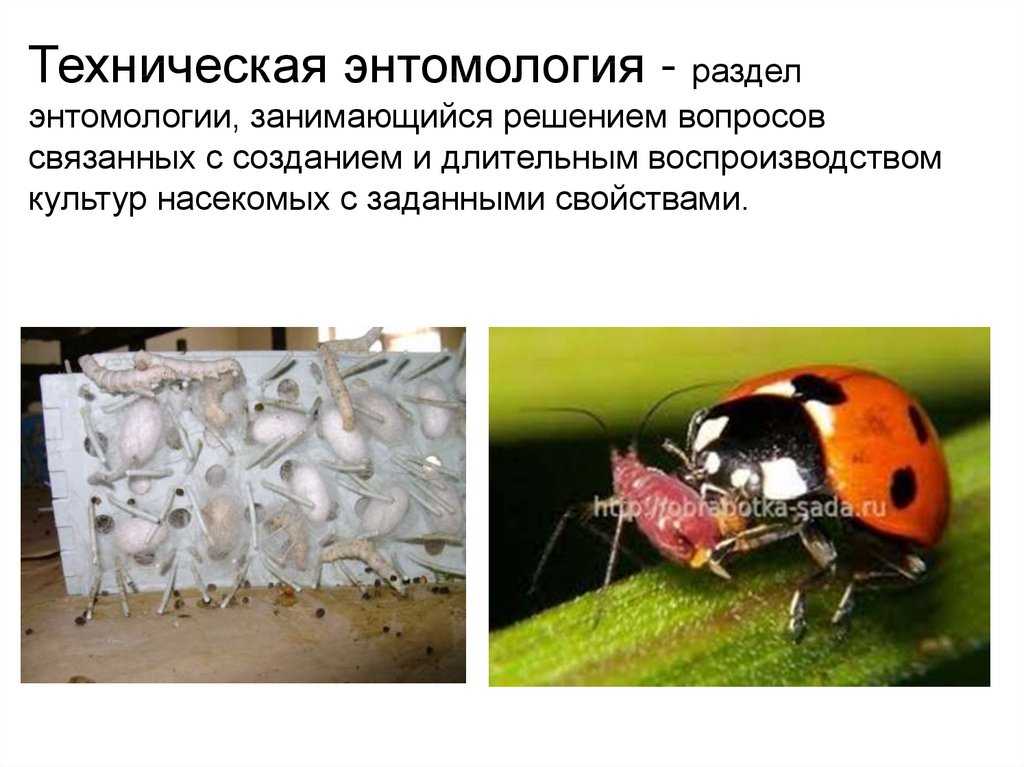 Энтомология — энциклопедия руниверсалис