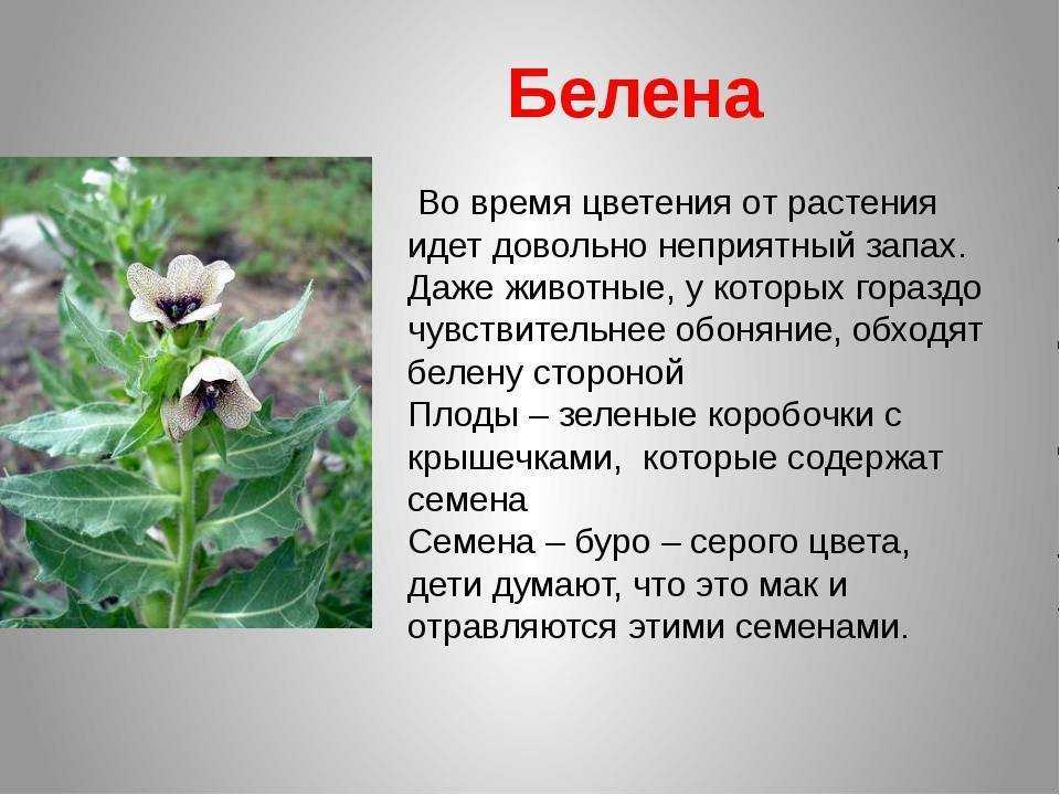 Памятка для родителей по предупреждению отравления ядовитыми растениями