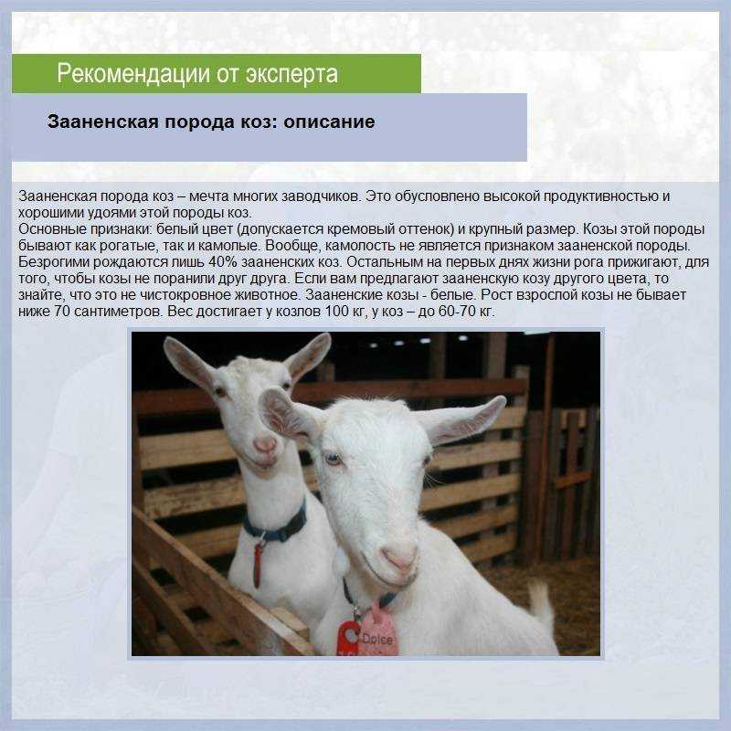 Коза животное. образ жизни, среда обитания и уход за козой