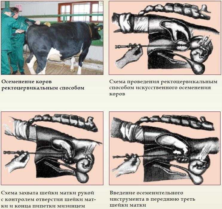 Искусственное осеменение коров, искусственное осеменение крс