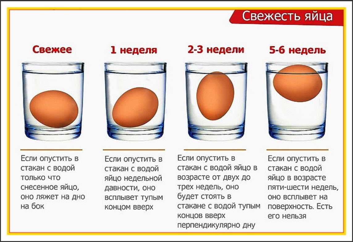 Как правильно хранить инкубационные яйца в домашних условиях