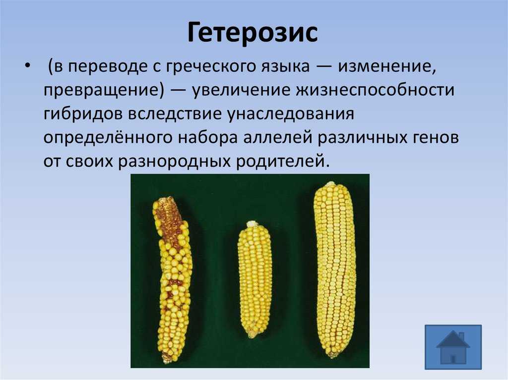 Гетерозис