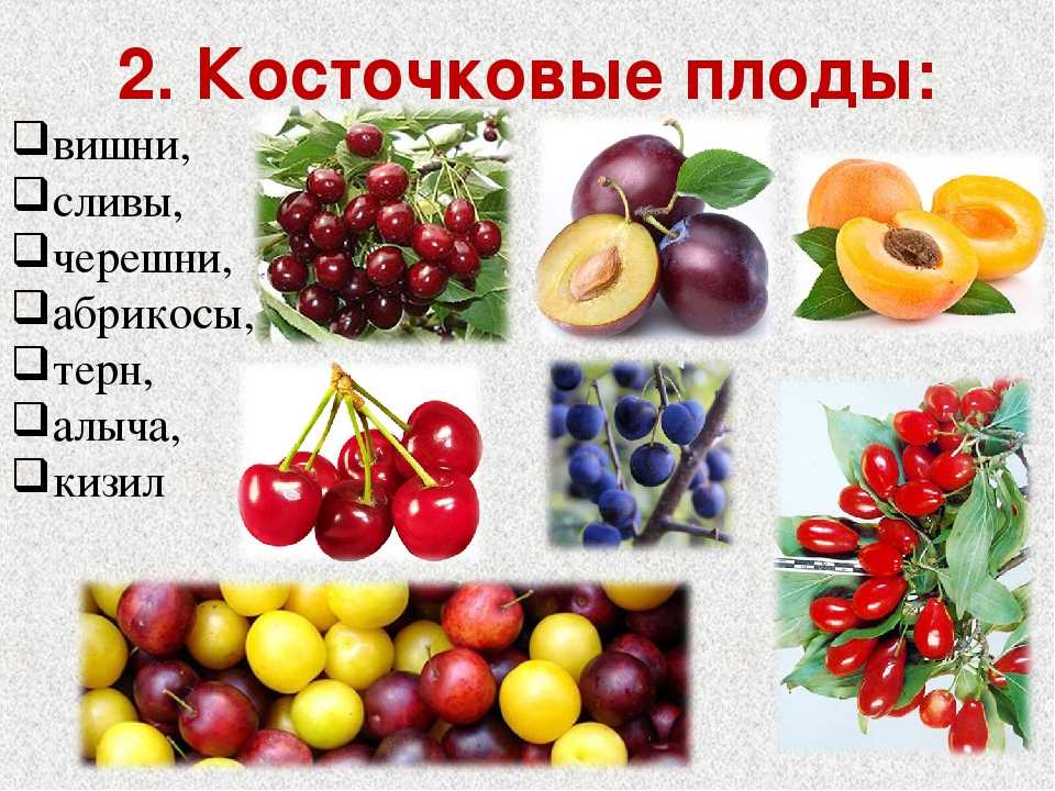Хранение косточковых плодов. потребительские свойства косточковых плодов - реферат