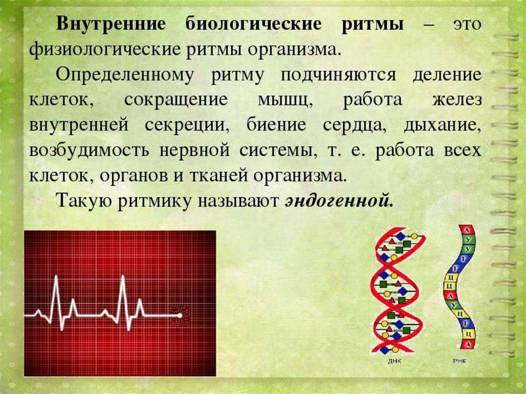 Циркадный ритм