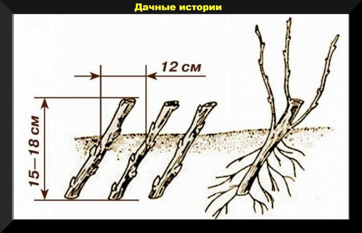 15 лучших сортов алычи: для подмосковья и средней полосы россии