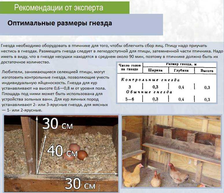 Гнездовые птицы: особенности и формы гнезд