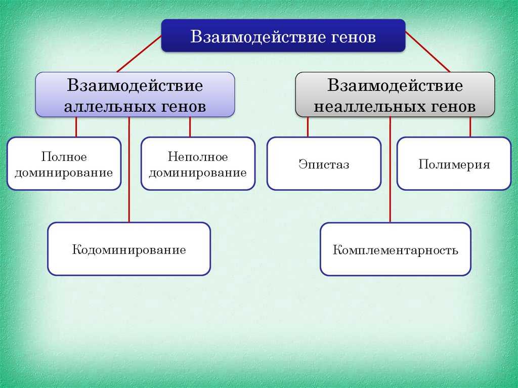 Аллели | генетика | биология