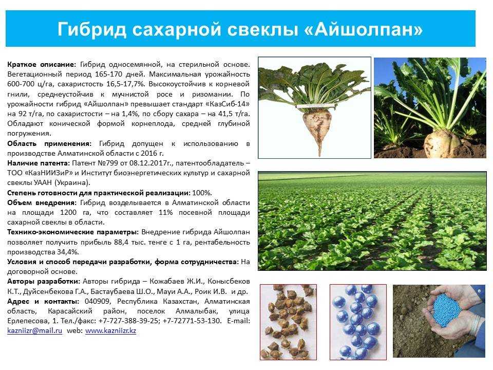 Выращивание сахарной свеклы - технология и правила | cельхозпортал