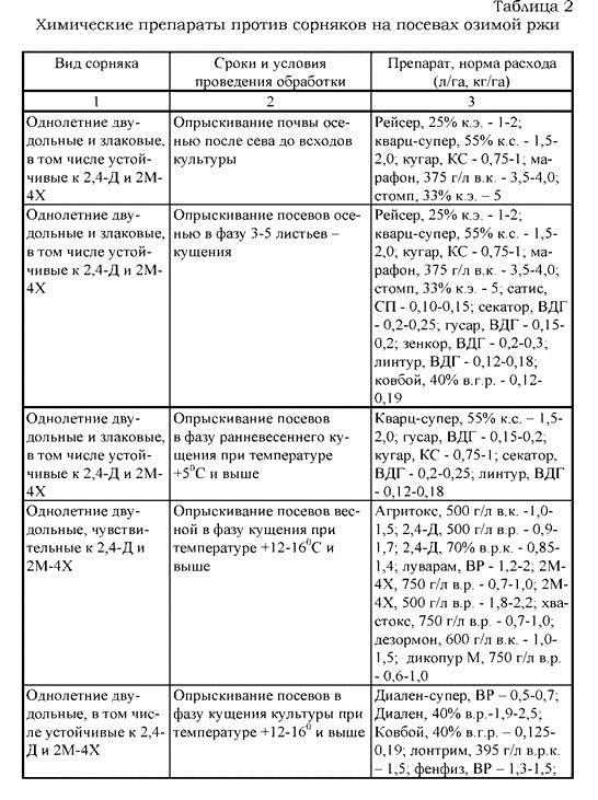 Озимая пшеница