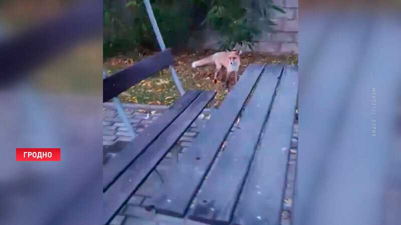 Разведение лисиц