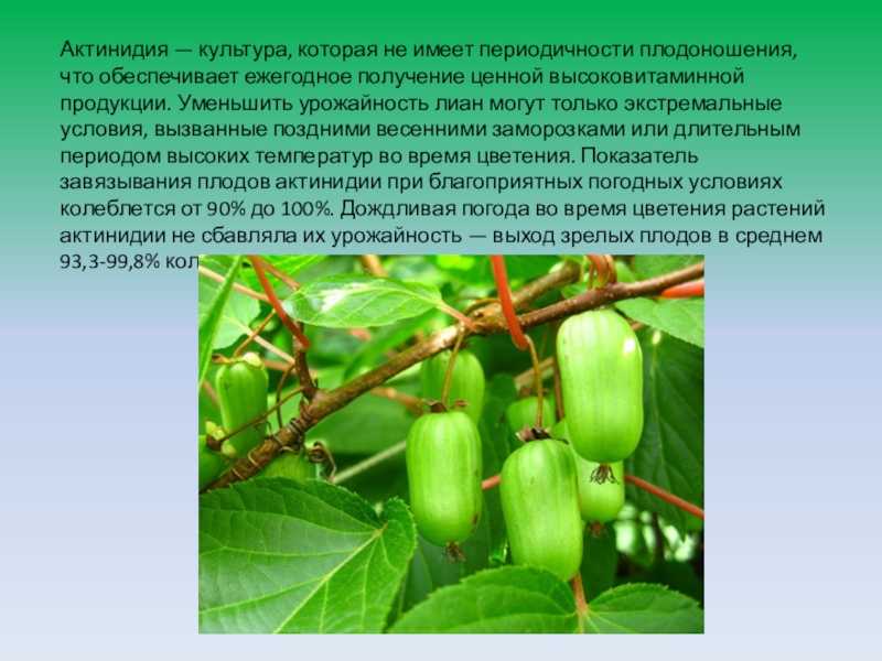 Детальное описание с фото сортов актинидии и секретов выращивания лианы