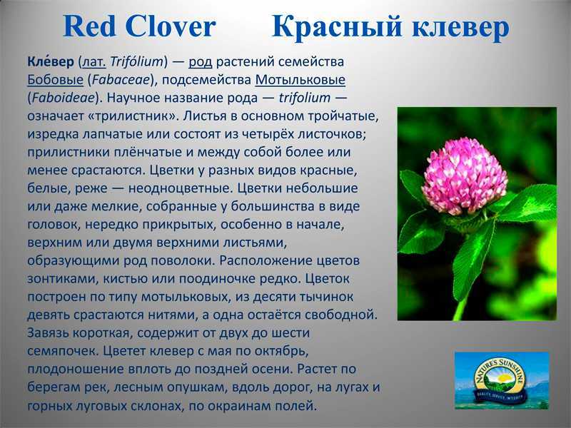 Клевер луговой применение и лечебные свойства, противопоказания, рецепты