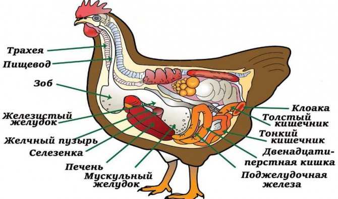 Строение курицы скелет и внутренние органы кур