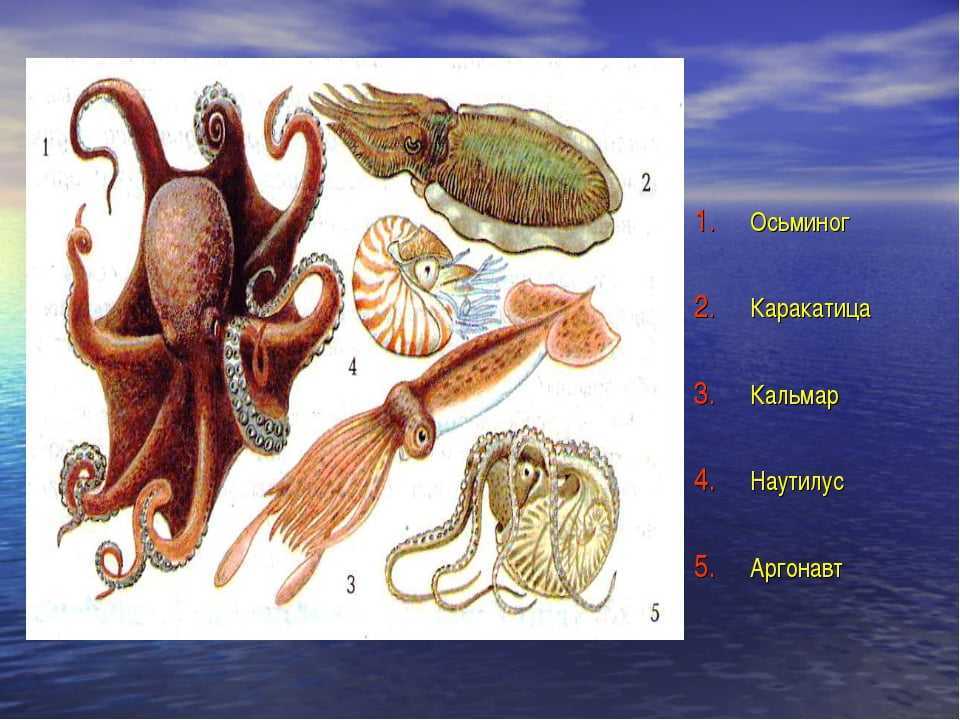Кальмары: характеристика, среда обитания, виды, размножение, питание