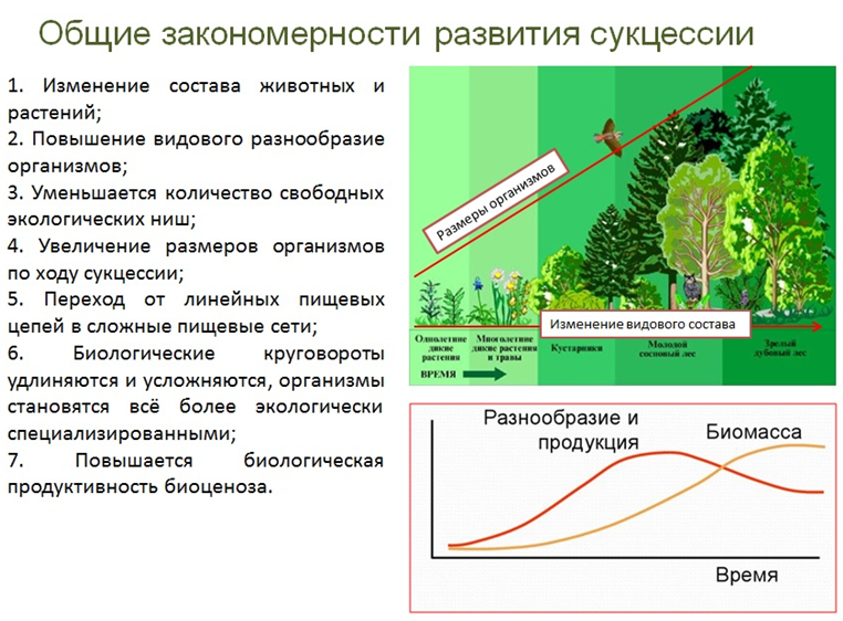 Своеобразие флоры урбоэкосистем - литвенкова и.а. экология городской среды: урбоэкология