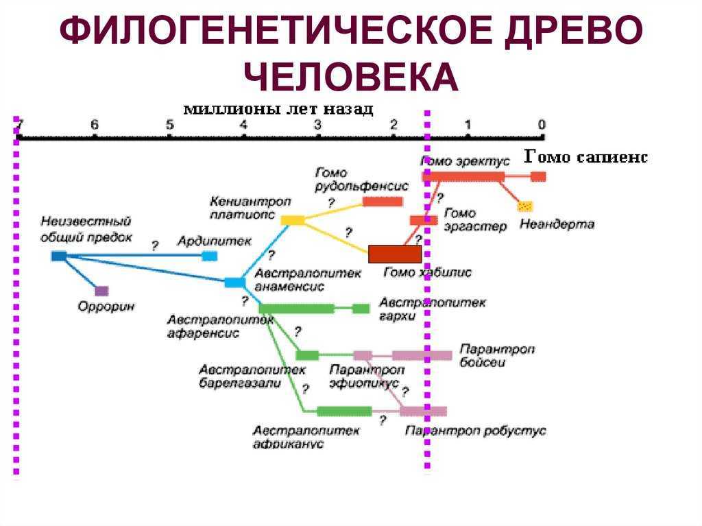 Семенные папоротники переходная форма егэ