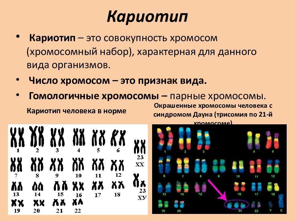 Почему ацетокармин используется в исследованиях митотической хромосомы