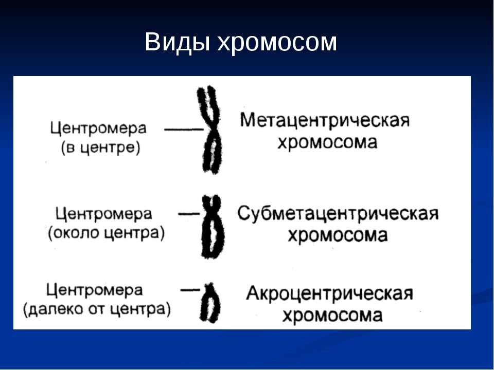 Дупликация хромосом: характеристики и примеры - наука - 2023