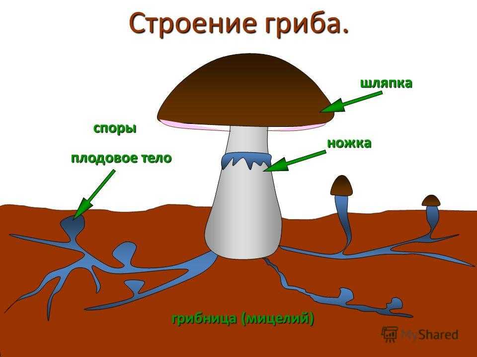 Мицелий грибов
