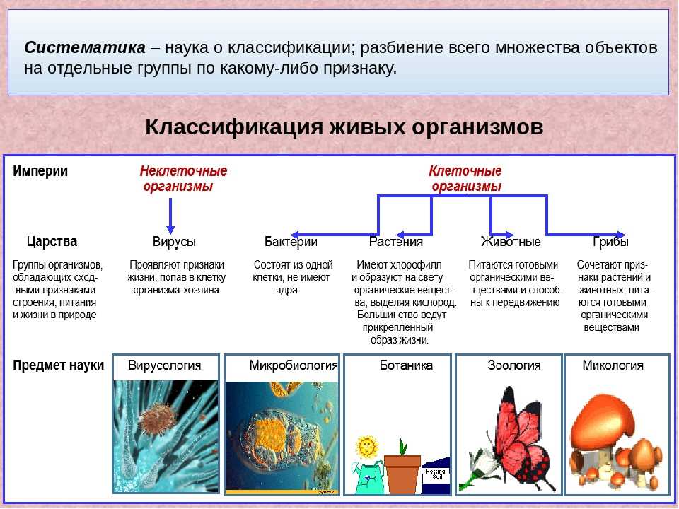 Что называют растениями? общие характеристики, основные группы, строение и факты