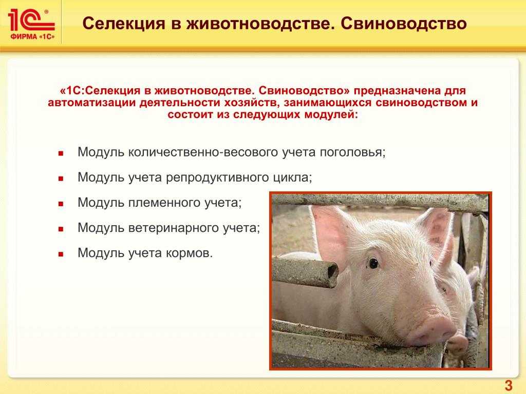 Селекционные и технологические методы интенсификации животноводства