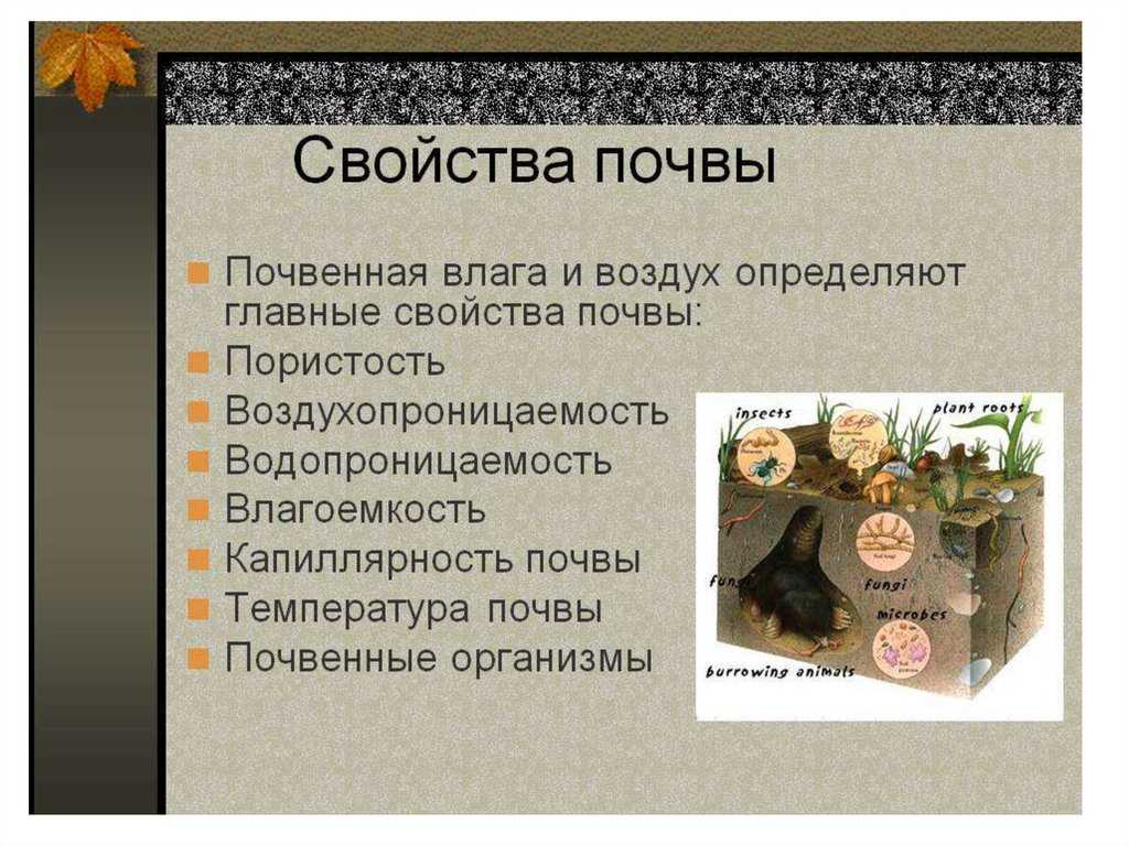 7 типов почвенных микроорганизмов для поддержания здоровья растений
