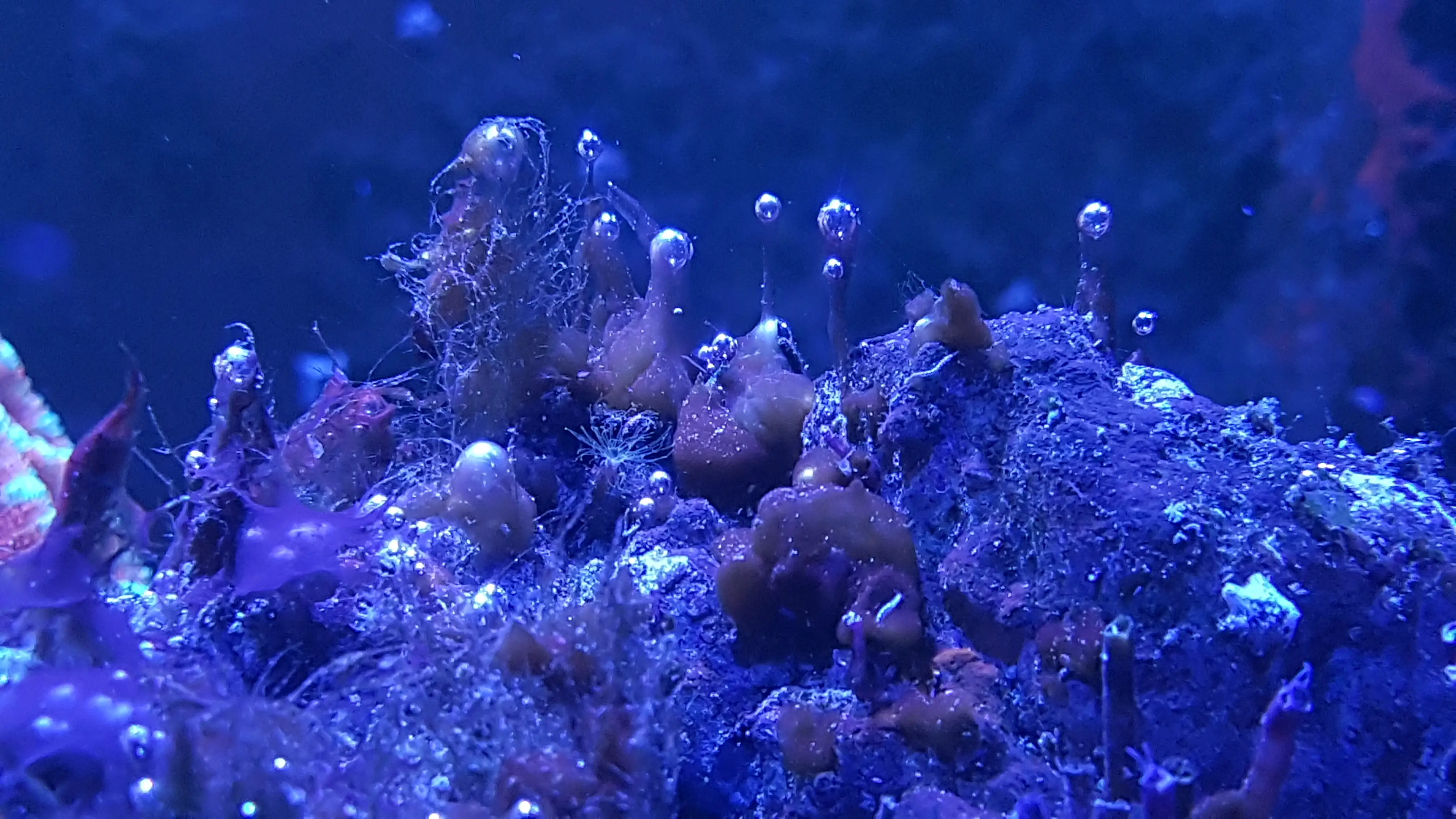 7 основных типов водорослей