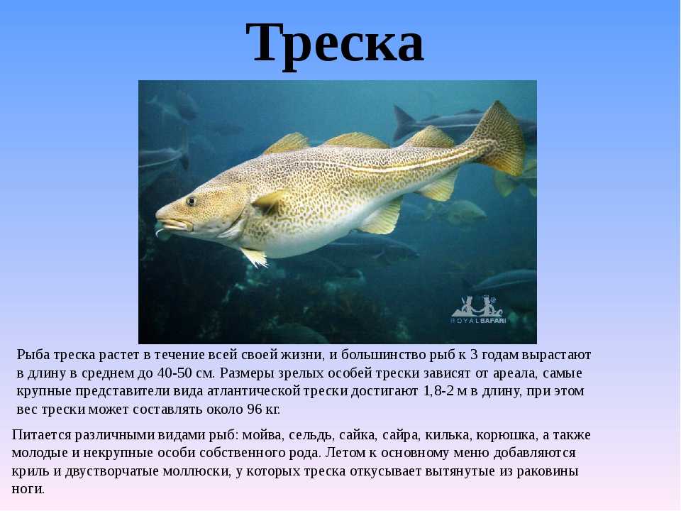 Класс «рыбы»