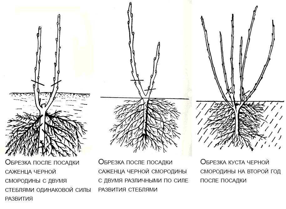 Посадка крыжовника, выращивание и уход, обрезка и обработка