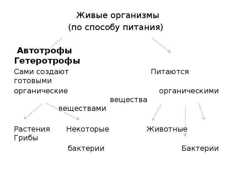 Автотрофное питание – типы и способ, в каких условиях возник