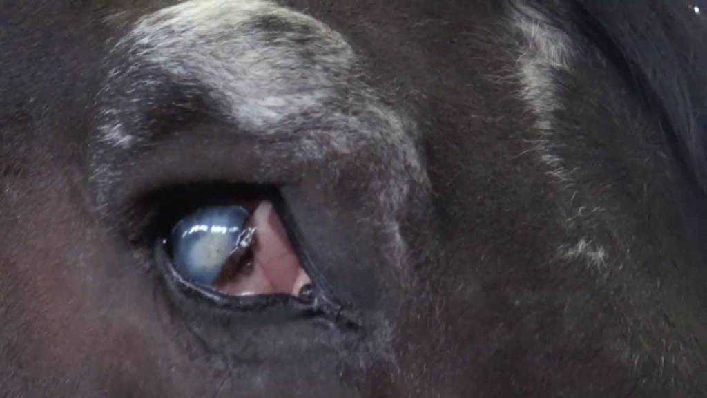 Глаза коровы, почему у коровы красные глаза (фото и видео)