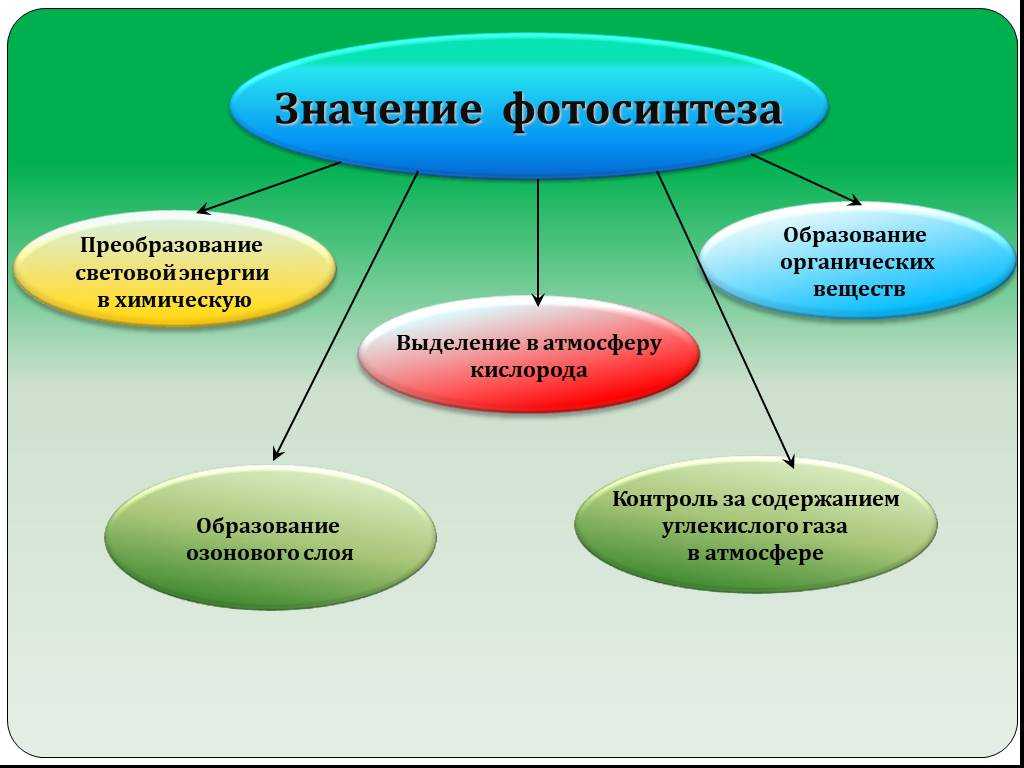 Презентация на тему воздух в жизни животных