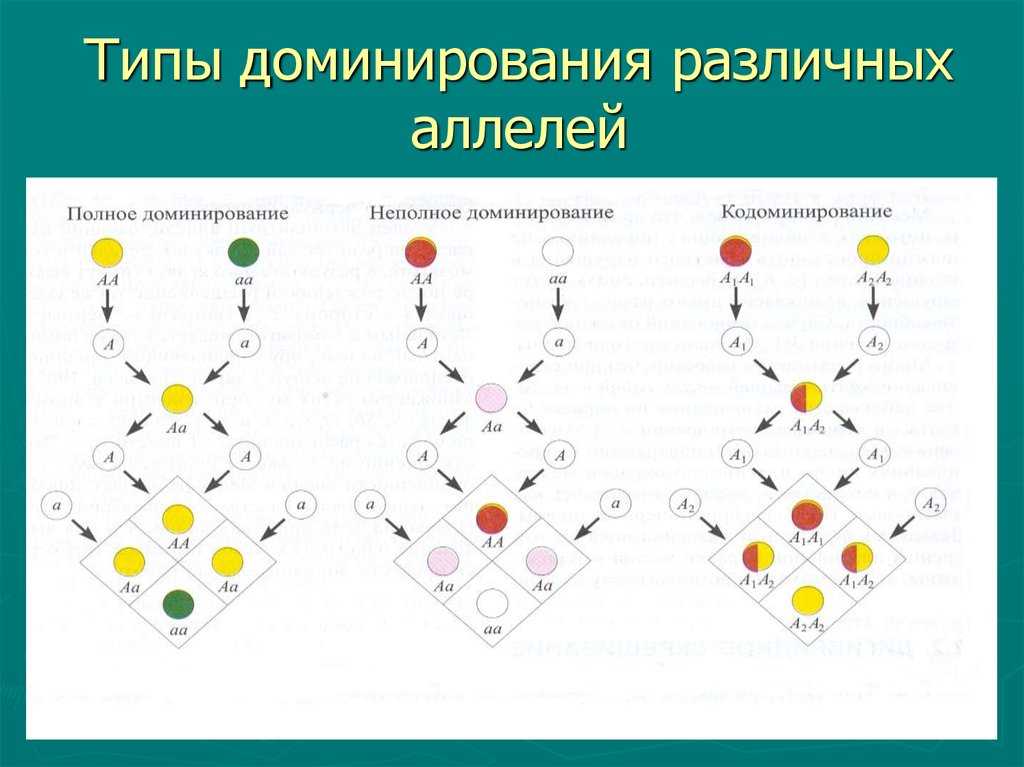 Примеры неполного доминирования в генетических признаках