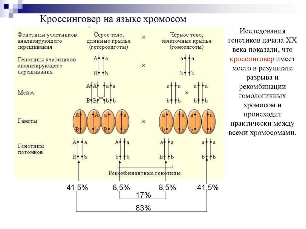 Значение процесса кроссинговера хромосом - сайт по биологии