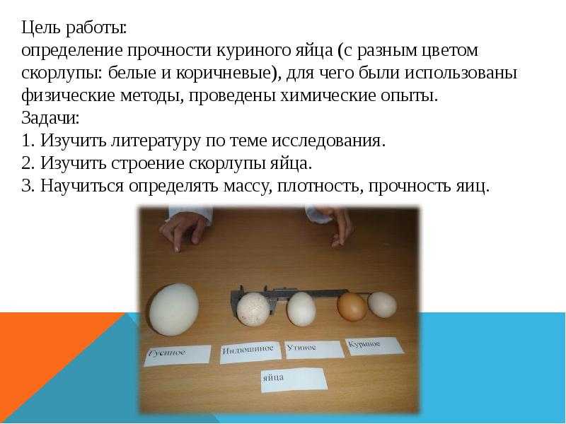 Эмбриональное развитие птиц  - всё для чайников